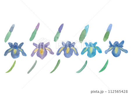 透明水彩絵の具で描いた花菖蒲と蕾と葉っぱのモダンイラスト 透明水彩絵の具で描いた花菖蒲と蕾と葉っぱのモダンイラスト 112565428