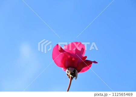 荒尾市 おもやい市民花壇 バラの花、 荒尾市 おもやい市民花壇 バラの花、 112565469