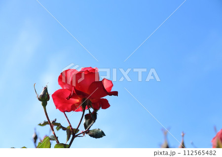 荒尾市 おもやい市民花壇 バラの花、 荒尾市 おもやい市民花壇 バラの花、 112565482