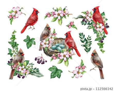 Vintage style spring season decor set with garden bird and flowers. Watercolor illustration. Hand drawn red cardinal bird, nest, garden flowers, berries, ivy, leaves element. Easter festive decor. Vintage style spring season decor set with garden bird and flowers. Watercolor illustration. Hand drawn red cardinal bird, nest, garden flowers, berries, ivy, leaves element. Easter festive decor. 112566142
