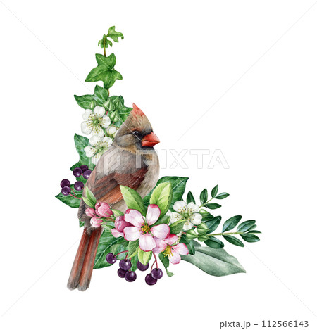 Vintage style spring time decor with garden bird and flowers. Watercolor illustration. Hand drawn red cardinal bird, garden flowers, berries, ivy, leaves element. Spring season painted cozy decor Vintage style spring time decor with garden bird and flowers. Watercolor illustration. Hand drawn red cardinal bird, garden flowers, berries, ivy, leaves element. Spring season painted cozy decor 112566143