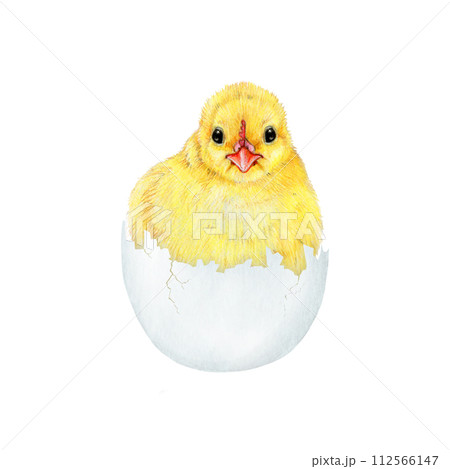 Newborn chick in a egg shell. Watercolor painted illustration. Hand drawn small fluffy chicken hatched from the egg. Funny chick farm bird element on white background 112566147