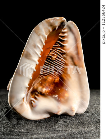 King Helmet seashell on a dark background 112566424