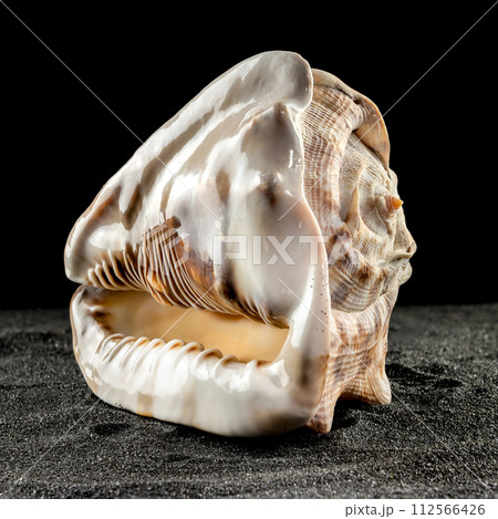 King Helmet seashell on a dark background 112566426