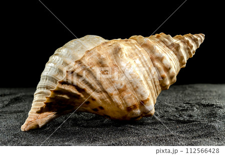 Pleuroploca trapezium seashell on a dark background 112566428