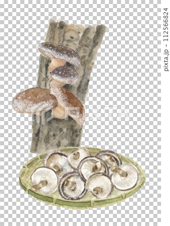 水彩で描いたホダ木とザルに盛った椎茸のセットイラスト 白バック 透過背景 コピースペースあり 112566824