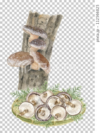A set illustration of shiitake mushrooms with cypress and cypress painted in watercolor in a colander. White background. Transparent background. Copy space available. 112566825
