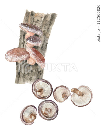 水彩で描いたホダ木と椎茸のセットイラスト 白バック 透過背景 コピースペースあり 112566826