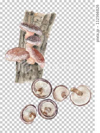水彩で描いたホダ木と椎茸のセットイラスト 白バック 透過背景 コピースペースあり 112566826
