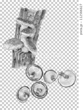 Hodagi 和 Shiitake 蘑菇的單色插圖，水彩畫，白色背景，透明背景，可用複製空間 112566827