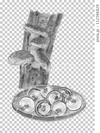 水彩で描いたホダ木とザルに盛った椎茸のセットイラスト 白バック 透過背景 コピースペースあり 水彩で描いたホダ木とザルに盛った椎茸のセットイラスト 白バック 透過背景 コピースペースあり 112566829