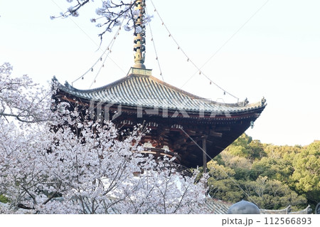 根来寺 大塔と桜 根来寺 大塔と桜 112566893