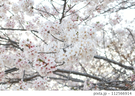 根来寺　夕暮れの桜 112566914