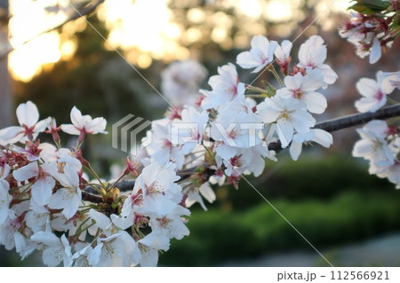 根来寺　夕暮れの桜 112566921