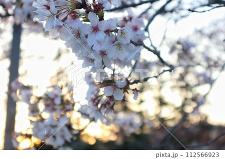 根来寺 夕暮れの桜 根来寺 夕暮れの桜 112566923