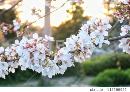 根来寺　夕暮れの桜 112566925