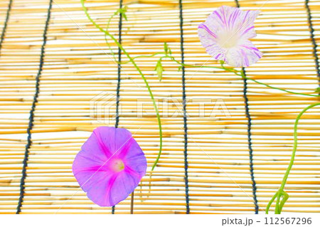 アサガオ　朝顔　あさがお 112567296