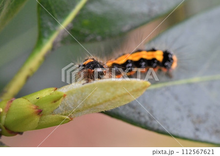 シャリンバイの芽を食べるタイワンキドクガ シャリンバイの芽を食べるタイワンキドクガ 112567621