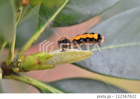 シャリンバイの芽を食べるタイワンキドクガ シャリンバイの芽を食べるタイワンキドクガ 112567622