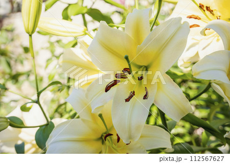 bright yellow lily closeup bright yellow lily closeup 112567627