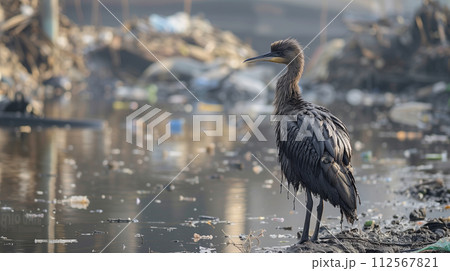 羽が油にまみれた鳥 112567821