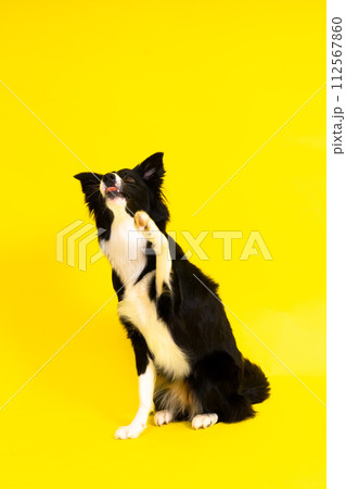 Young Black and white Border collie sitting and looking at the camera Young Black and white Border collie sitting and looking at the camera 112567860
