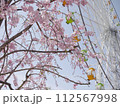 桜と観覧車の春 112567998