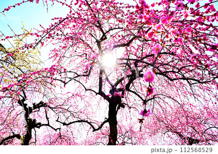 太陽の光輝く梅の花 112568529