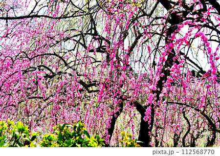 綺麗に咲き誇る梅の花 綺麗に咲き誇る梅の花 112568770
