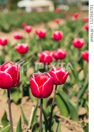 Pink Tulip flowers blooming in the garden field landscape. Beautiful spring garden with many red tulips outdoors. Blooming floral park in sunrise light. Stripped tulips growing in flourish meadow 112568781