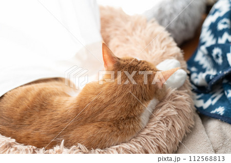 眠る猫　茶トラ白 112568813