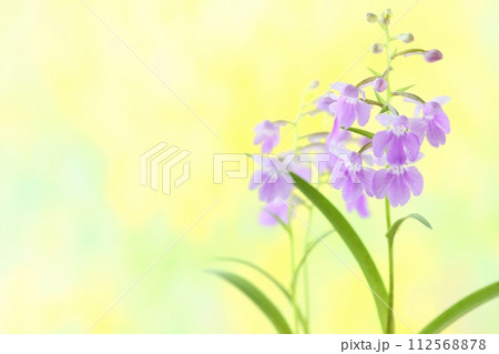 ウチョウラン　夢ちどり　淡い紫色の花　小さい蘭　黄色系背景 112568878