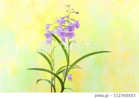 ウチョウラン　夢ちどり　淡い紫色の花　小さい蘭　黄色系背景 112568883