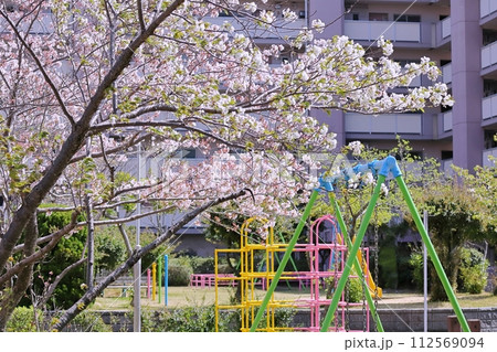 春の公園の桜の花 112569094