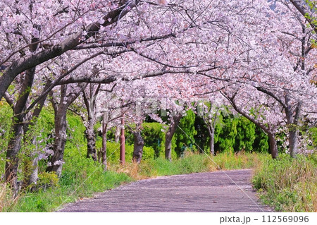 春の桜の花のトンネル 112569096