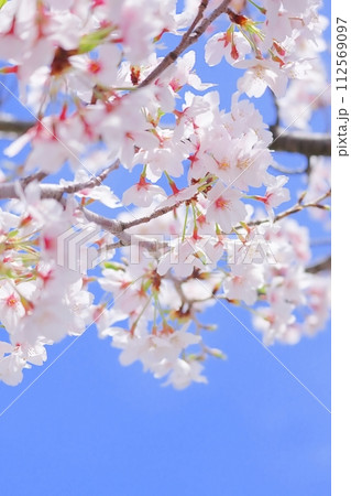 春のピンクの桜の花のアップと空 縦 112569097