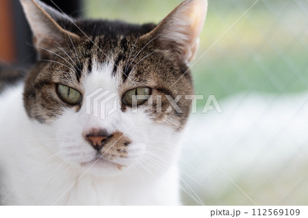 見つめる猫 キジトラ白 見つめる猫 キジトラ白 112569109