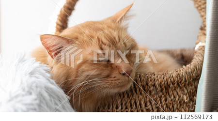 眠る猫　茶トラ猫 112569173