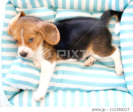 パピーベッドでリラックスのビーグル犬 パピーベッドでリラックスのビーグル犬 112569227