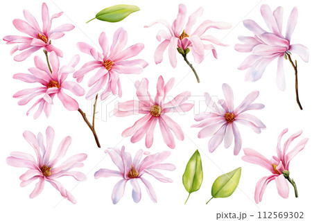 Magnolia flowers on isolated background, watercolor botanical illustration, hand drawing. Floral Clipart for design Magnolia flowers on isolated background, watercolor botanical illustration, hand drawing. Floral Clipart for design 112569302