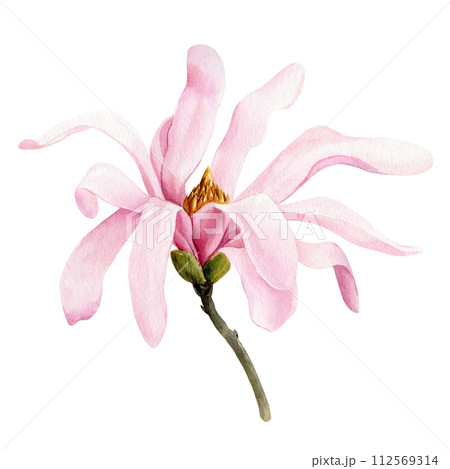 Magnolia flower on a tree branch, Beautiful pink spring flower isolated. Watercolor botanical illustration, hand drawing 112569314