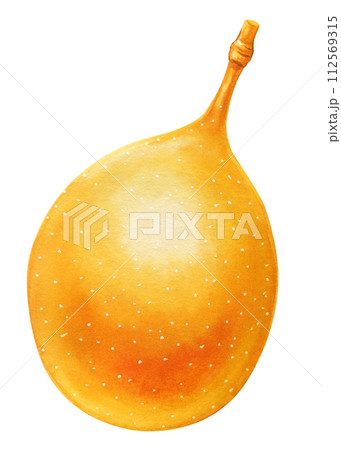 passion fruit on isolated background watercolor botanical illustration, hand drawing 112569315