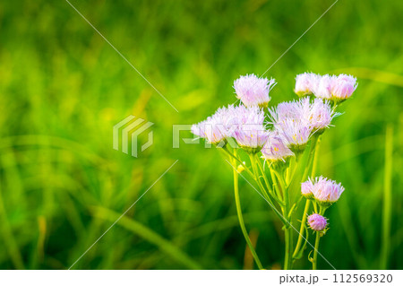 春風に揺れる小さなハルジオンの花 112569320