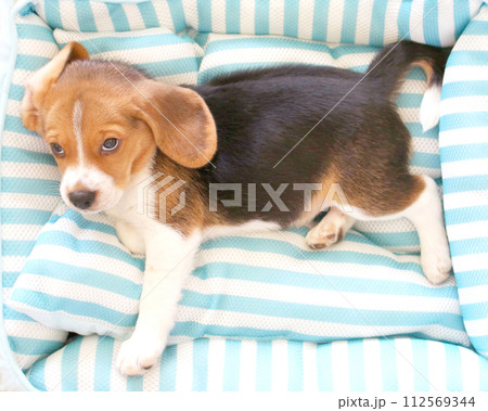 パピーベッドでリラックスのビーグル犬 112569344