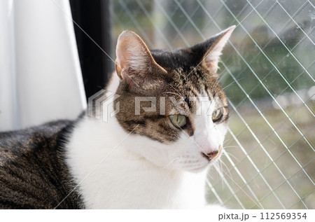 見つめる猫　キジトラ白 112569354