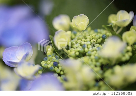 蕾と咲き初めの紫陽花　庭の紫陽花 112569602