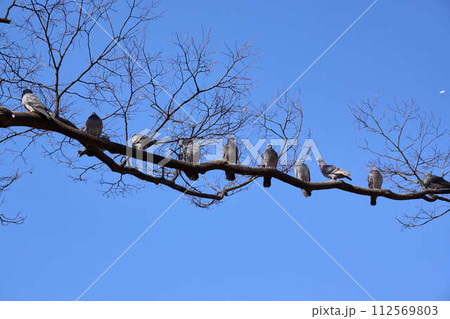 木の枝に等間隔に並んだ鳩 木の枝に等間隔に並んだ鳩 112569803