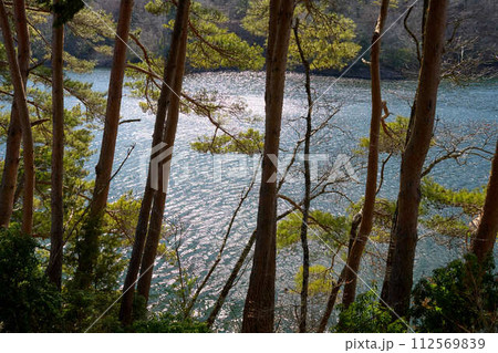 【三河湖】松の木の背後にキラキラ光る湖面 112569839