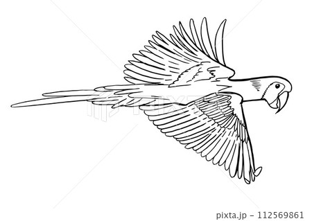 Macaw parrot in flight, Hand drawn engraved style,vector illustration. 112569861