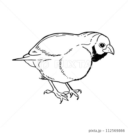 vector drawing bird, Gouldian finch, hand drawn songbird, isolated nature design element. black and white sketch illustartion. line art 112569866
